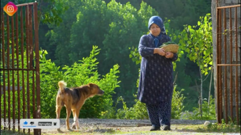 زرشک پلو با مرغ و درست کردن خیارشور - زندگی روستایی