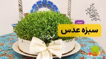 آموزش کاشت سبزه عدس برای عید نوروز ۱۴۰۴ | بهترین زمان کاشت سبزه