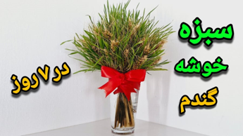 آموزش کاشت سبزه گندم/سبزه عید/سبزه گندم زیبا برای سفره هفت سین/سبزه خوشه گندم